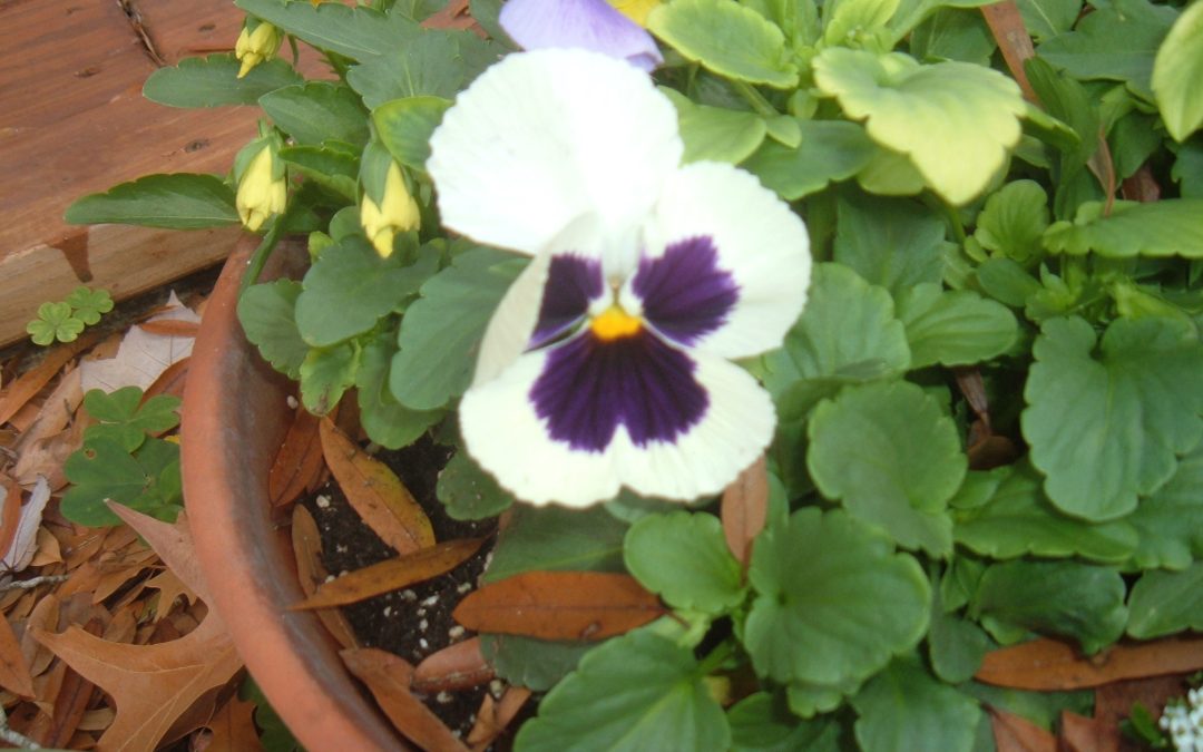 Trowels & Tribulations in a Suburban Garden – October Issue